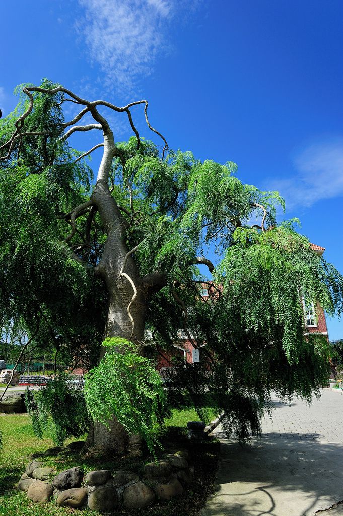 A tree with a twisted trunk and dense foliage, with a building in the background.