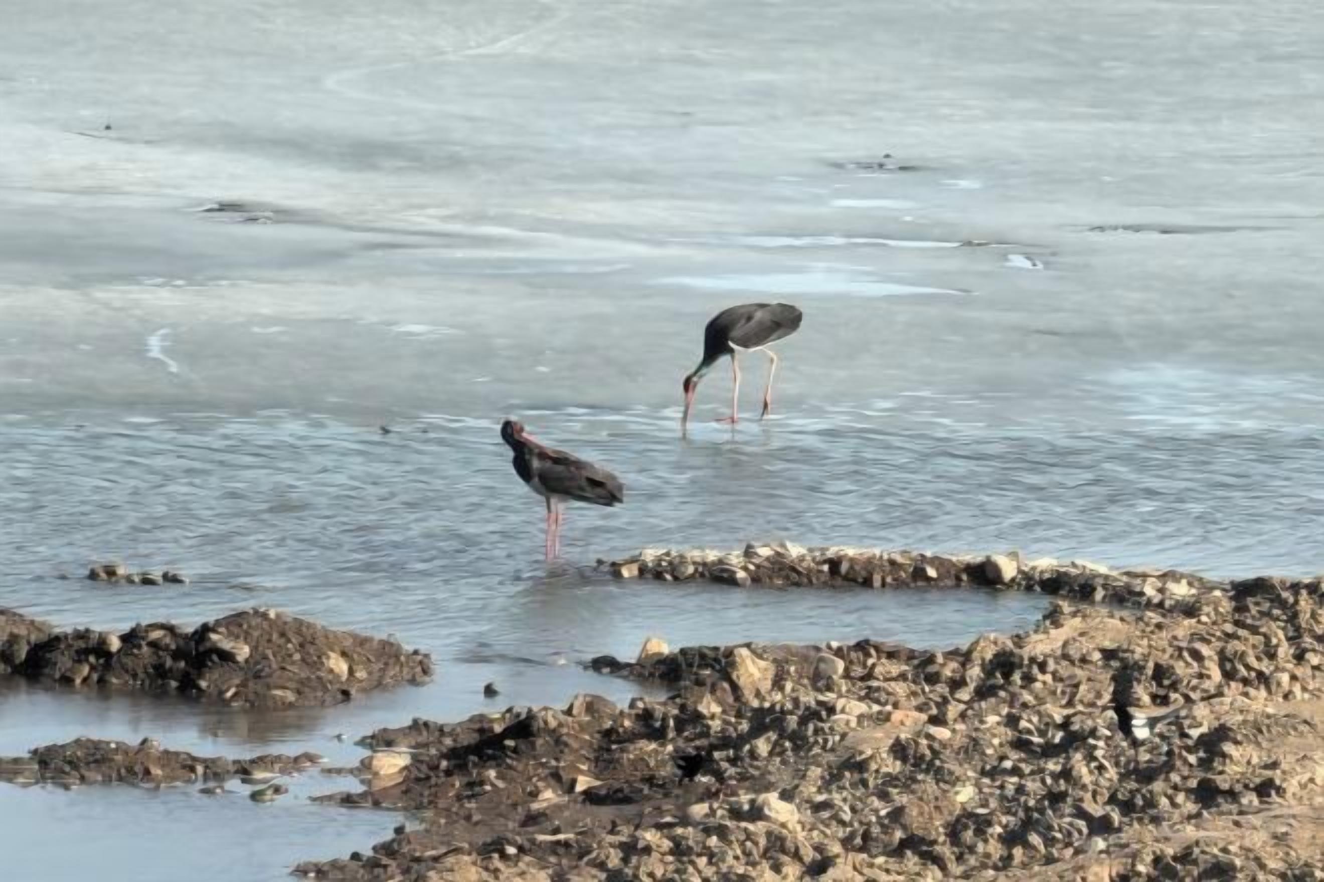 Two birds standing in shallow water near a rocky shore.