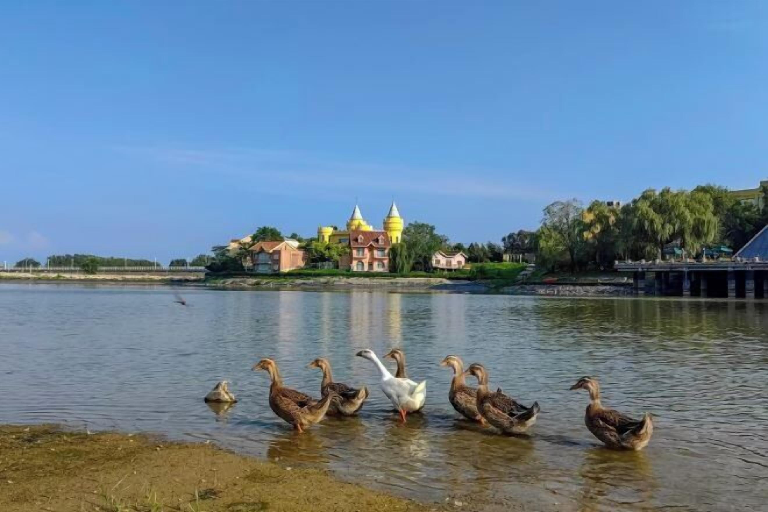 Un lago con patos, un puente y un edificio con cúpulas al fondo.
