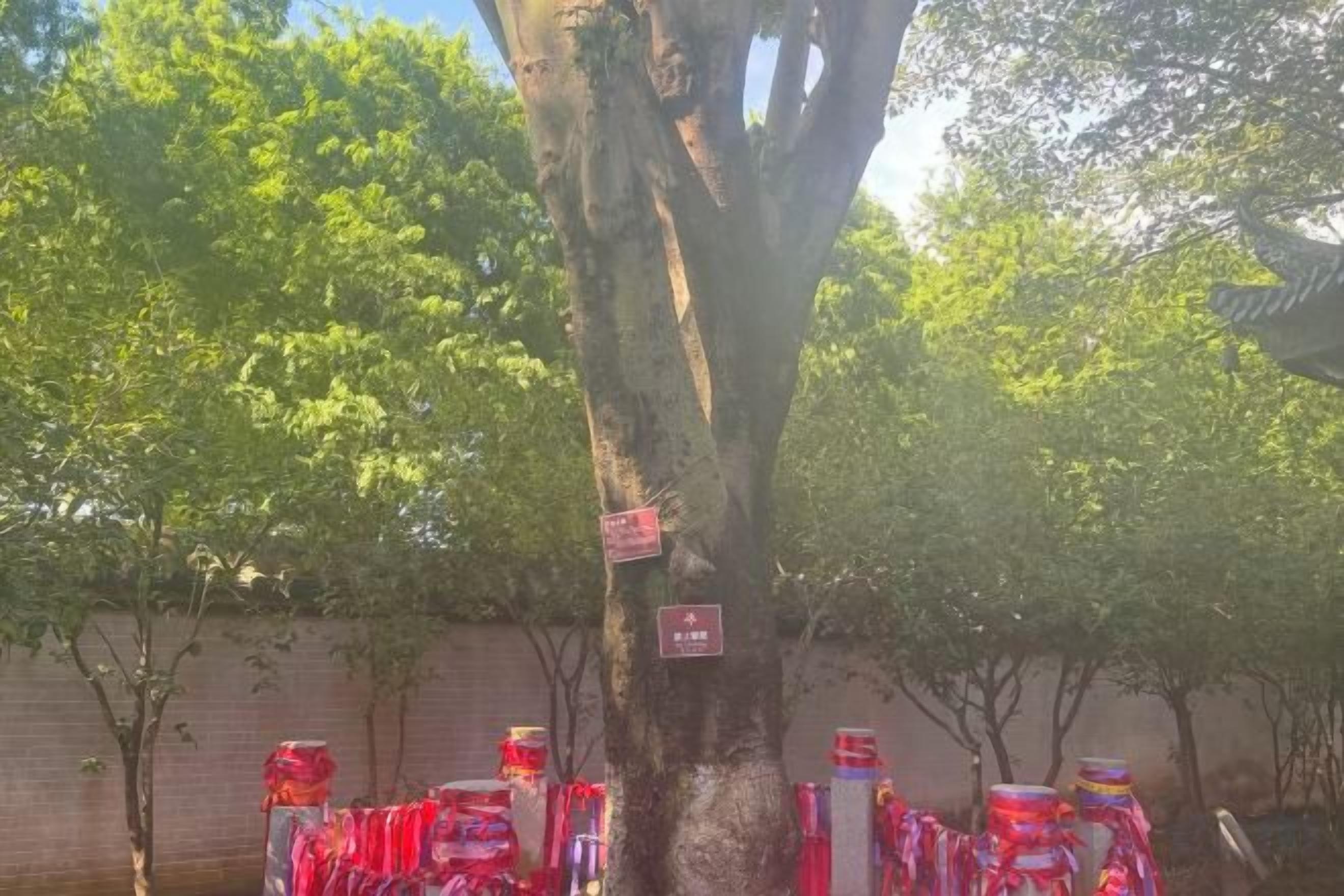 A tree with a sign and several red containers at its base.