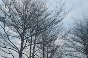 A tree with a clear sky in the background.