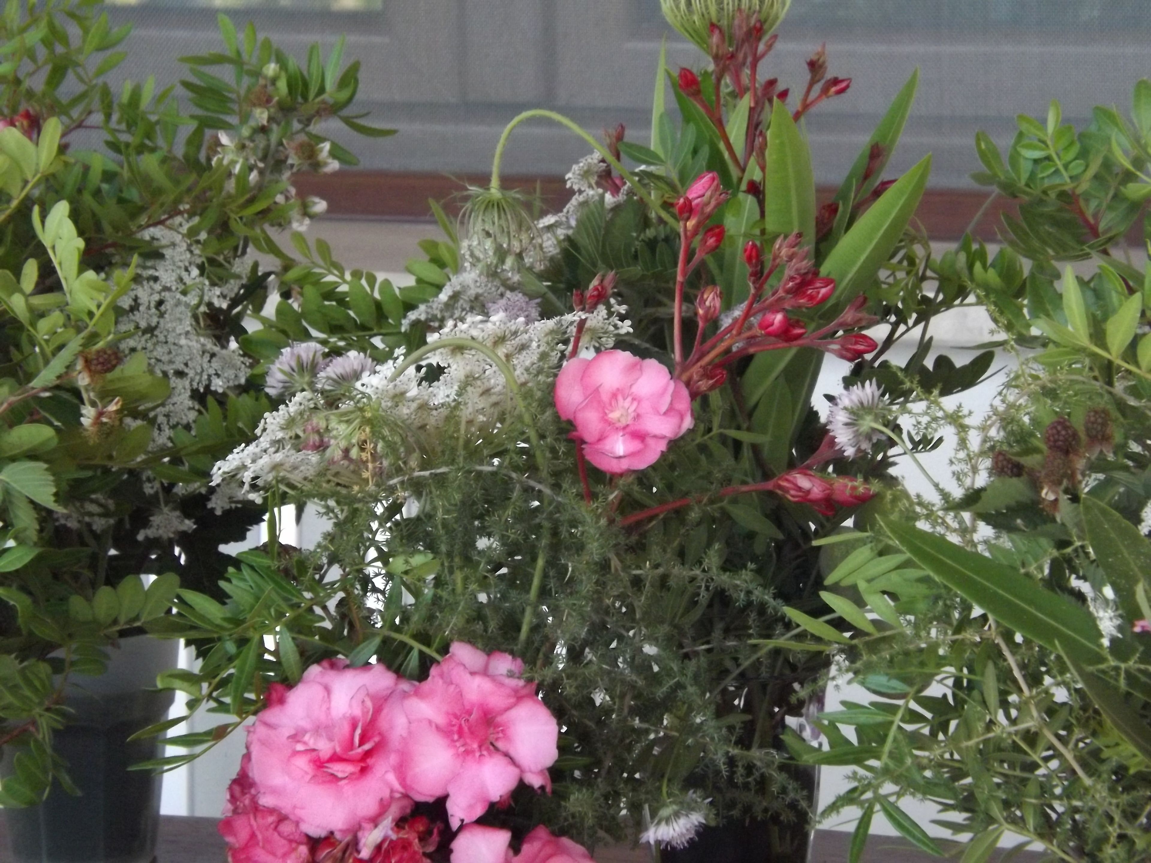 A potted plant with pink flowers and green foliage.
