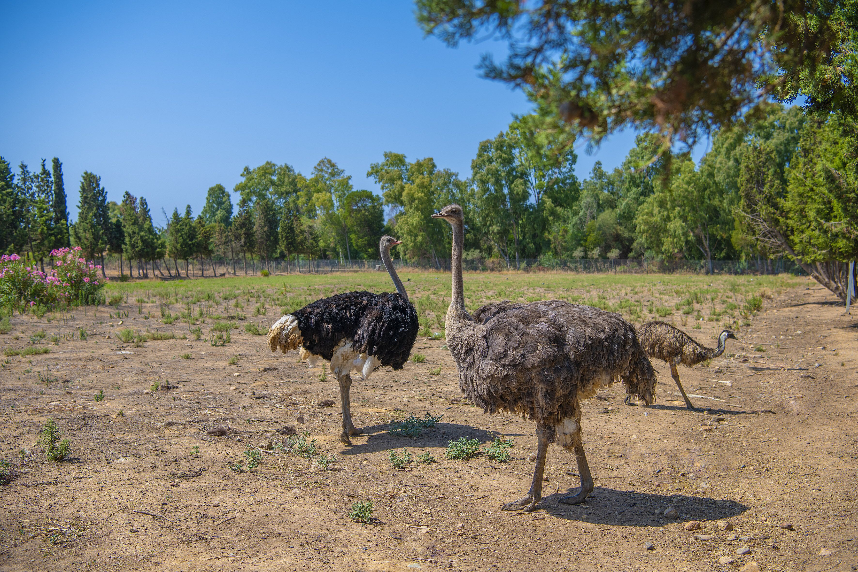 Three ostriches in a dry, open field with sparse vegetation and trees in the background.