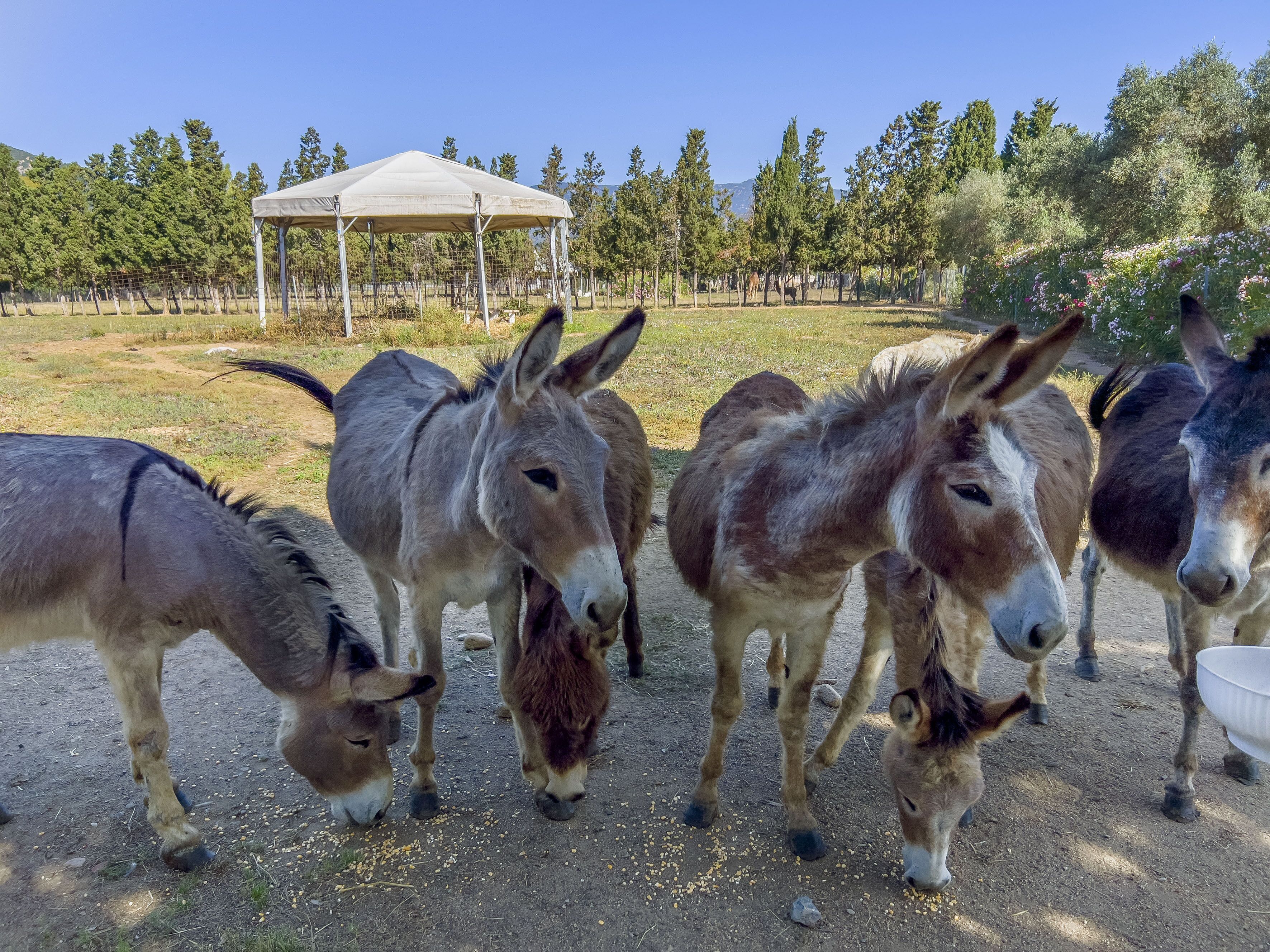 A group of donkeys grazing in an outdoor area with a covered structure in the background.