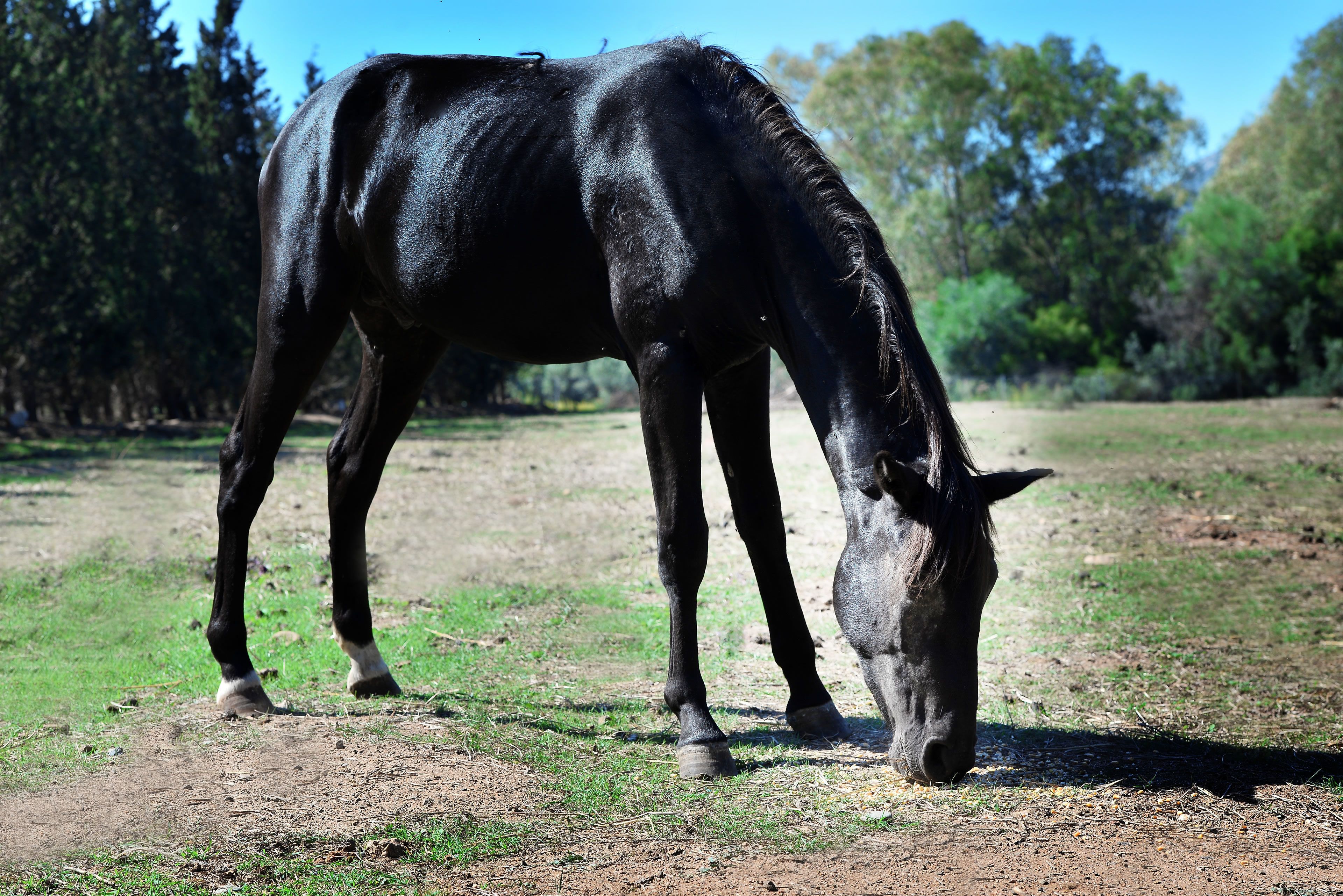 A horse grazing in a grassy field with trees in the background.