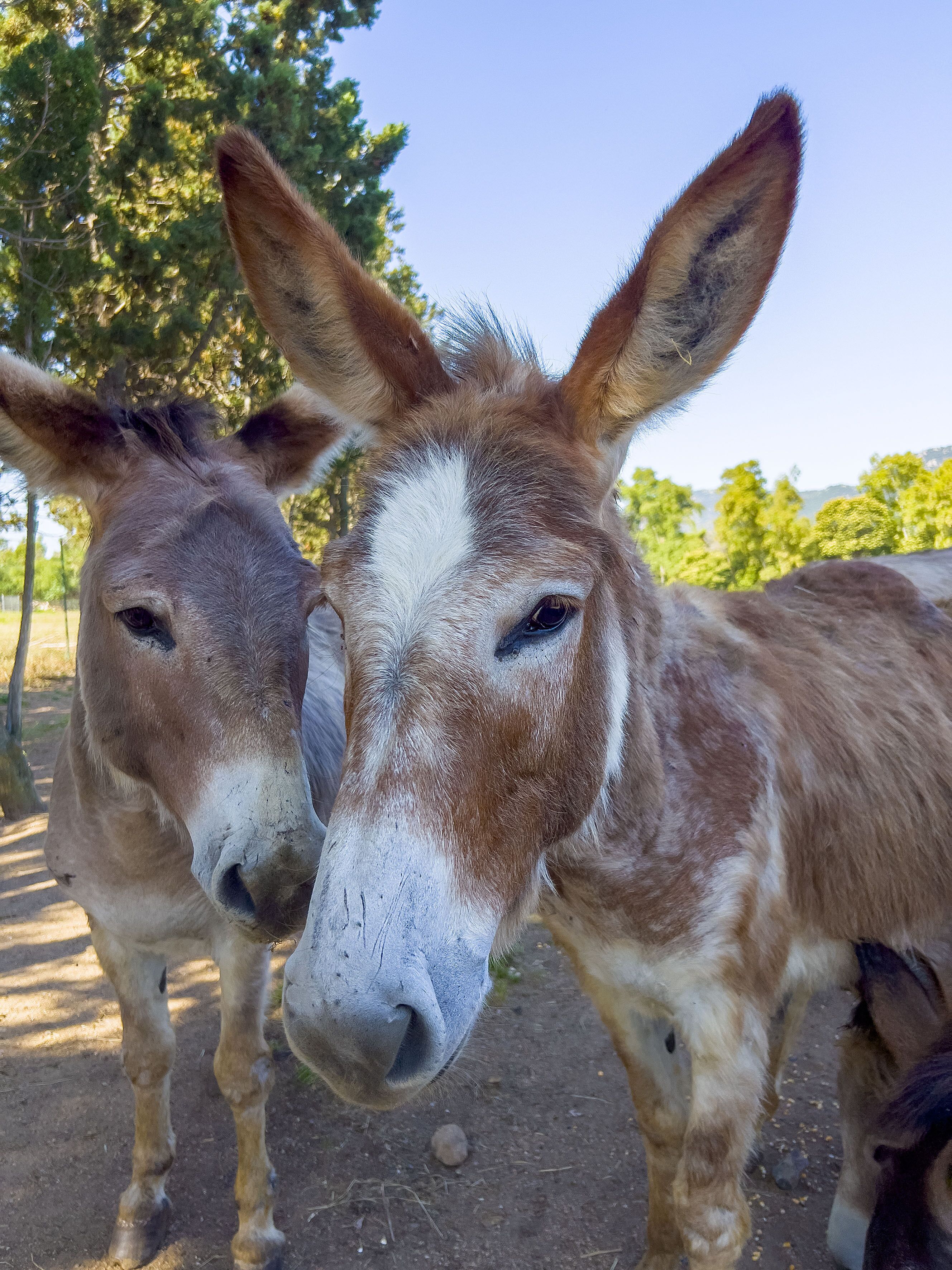 Two donkeys standing in a fenced area with trees in the background.