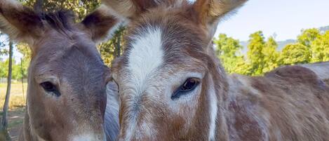 Two donkeys standing in a fenced area with trees in the background.