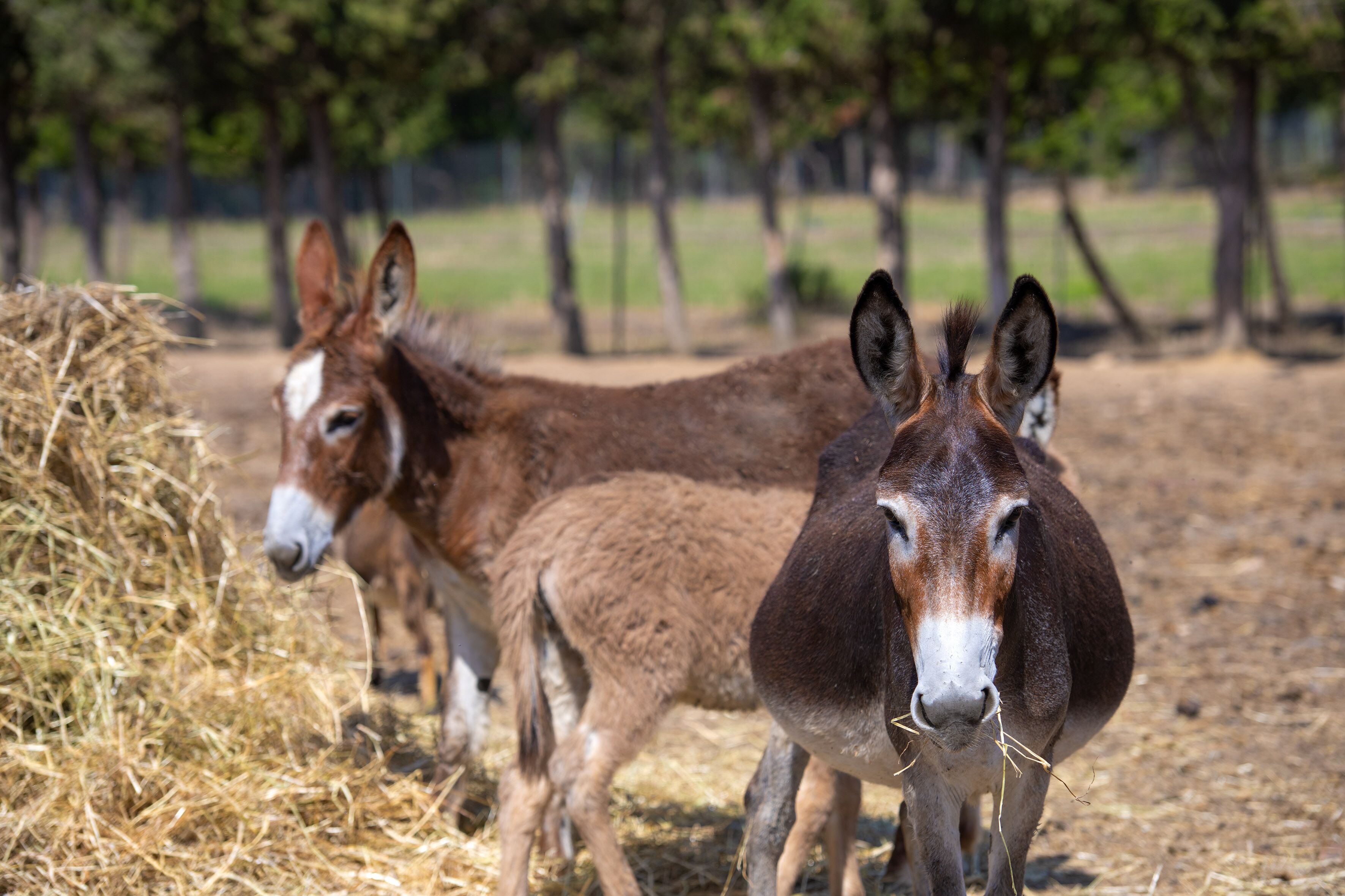 Two donkeys standing near hay bales in an outdoor setting with trees in the background.