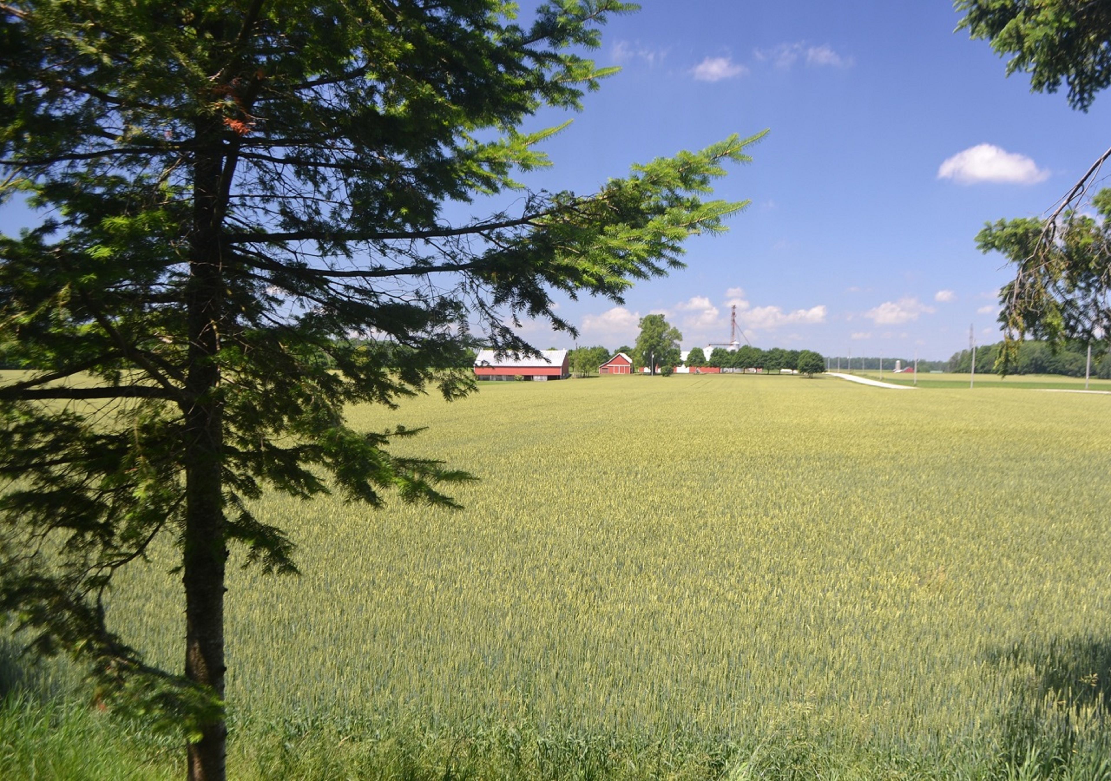 Un paysage rural avec un champ, une grange rouge et un arbre.