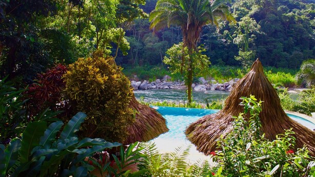 A lush tropical garden with a swimming pool, surrounded by dense foliage and palm trees. - Villas Pico Bonito (La Ceiba)