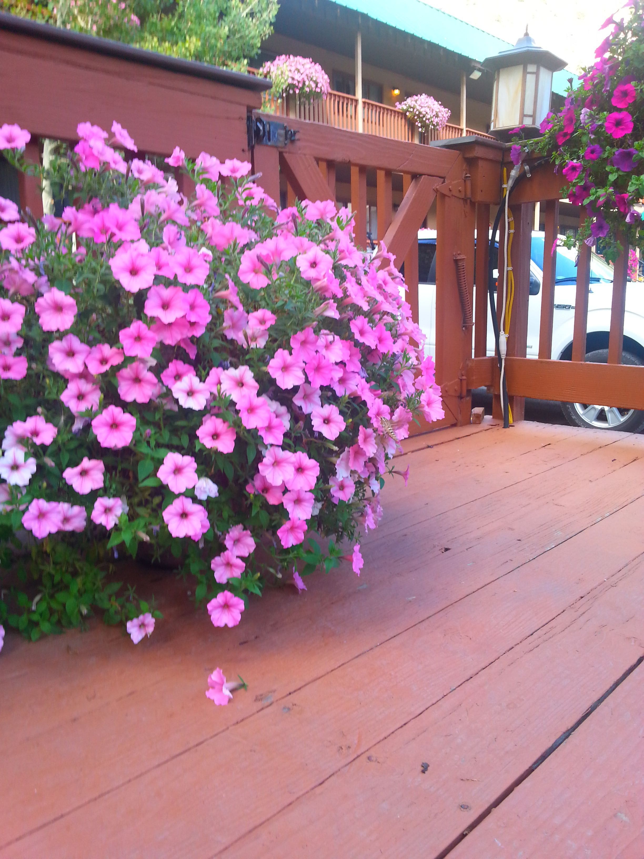 Una terraza de madera con flores rosadas y barandilla de madera.