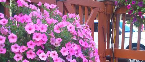 Een houten terras met roze bloemen en een houten balustrade.