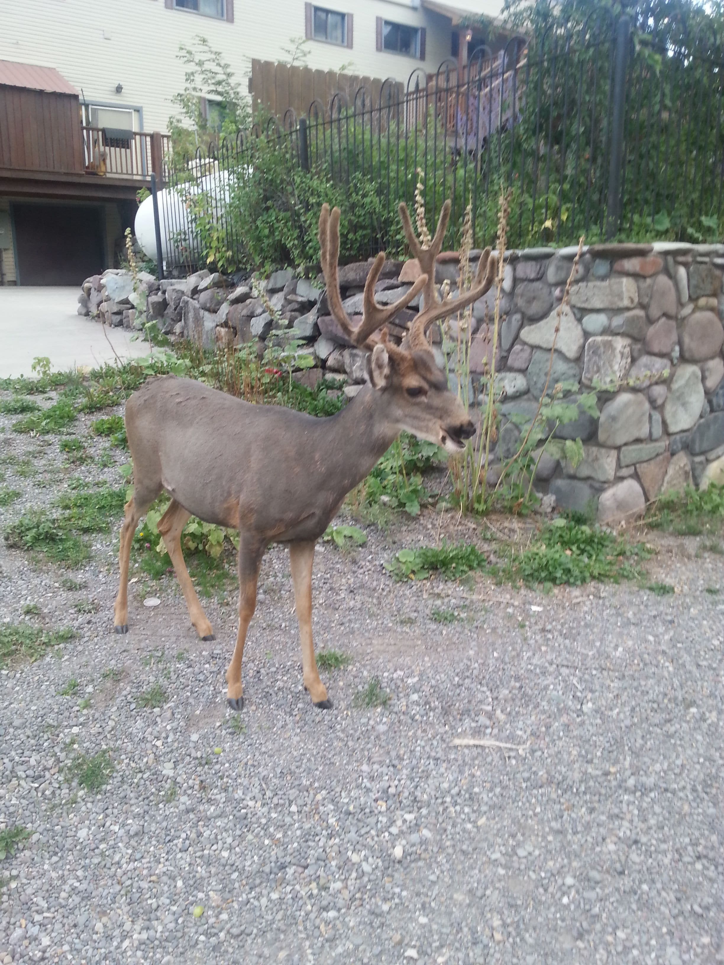 A deer with large antlers standing on a gravel path.