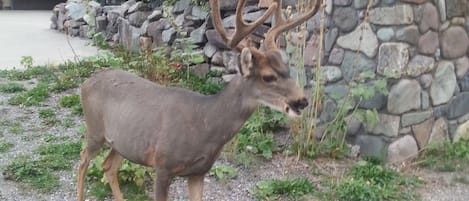 A deer with large antlers standing on a gravel path.