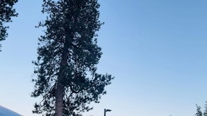 A parking area with a tall tree, picnic tables, and a mountain backdrop. - Villa Motel (Nelson)