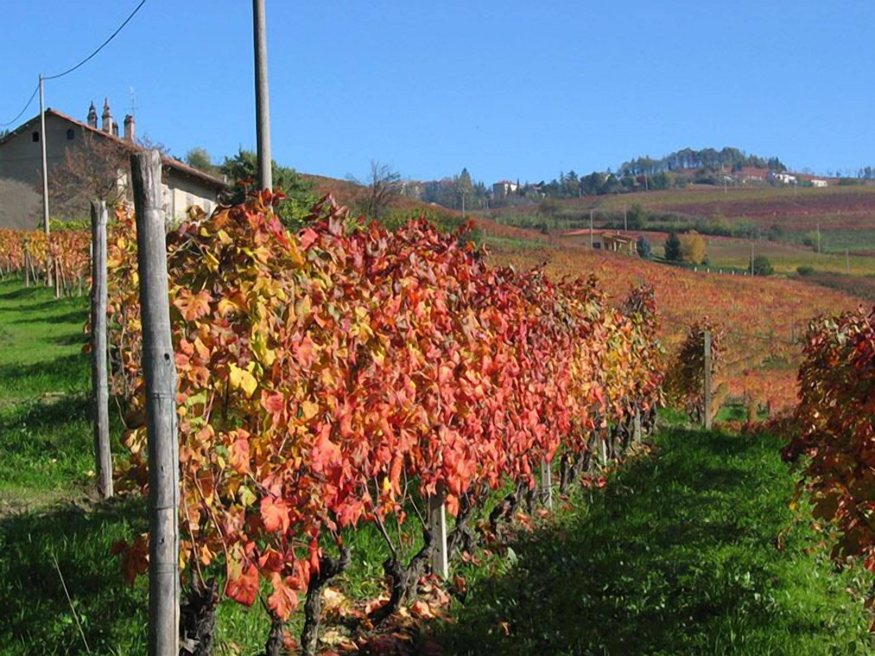 A vineyard with rows of grapevines.