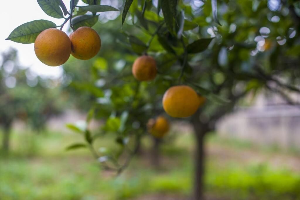 Foto - Ta' Bertu Host Family Bed & Breakfast