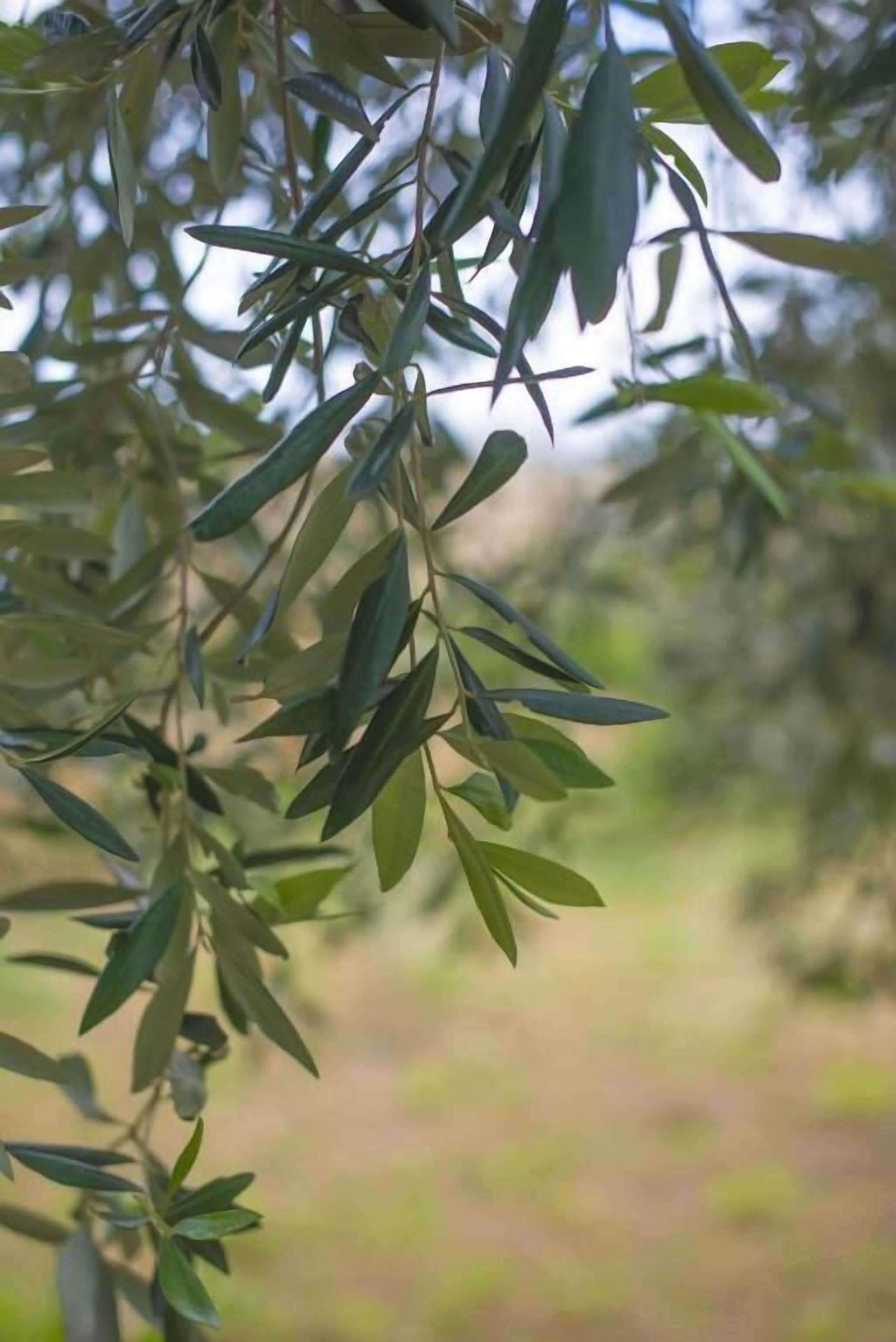 Foto - Ta' Bertu Host Family Bed & Breakfast