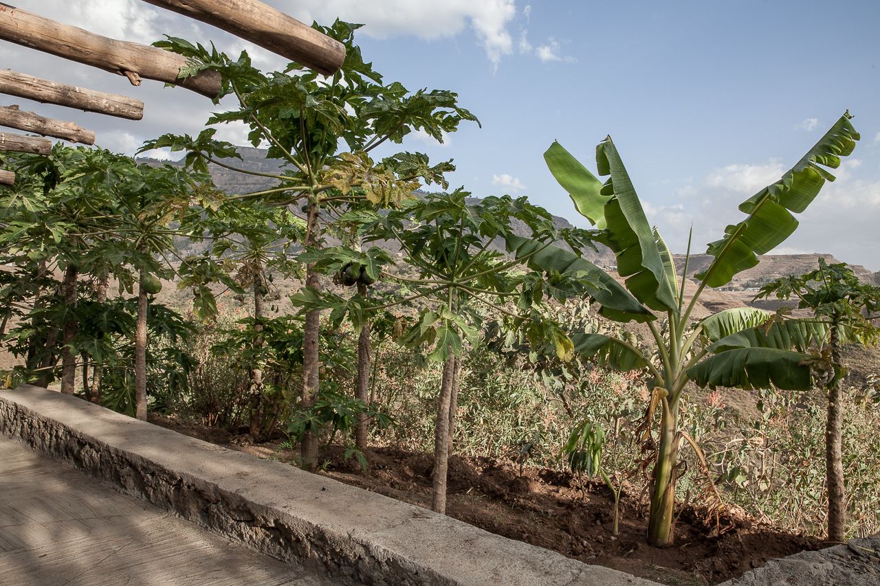 Un camí de formigó que condueix a un jardí amb palmeres de papaya i plàtan.