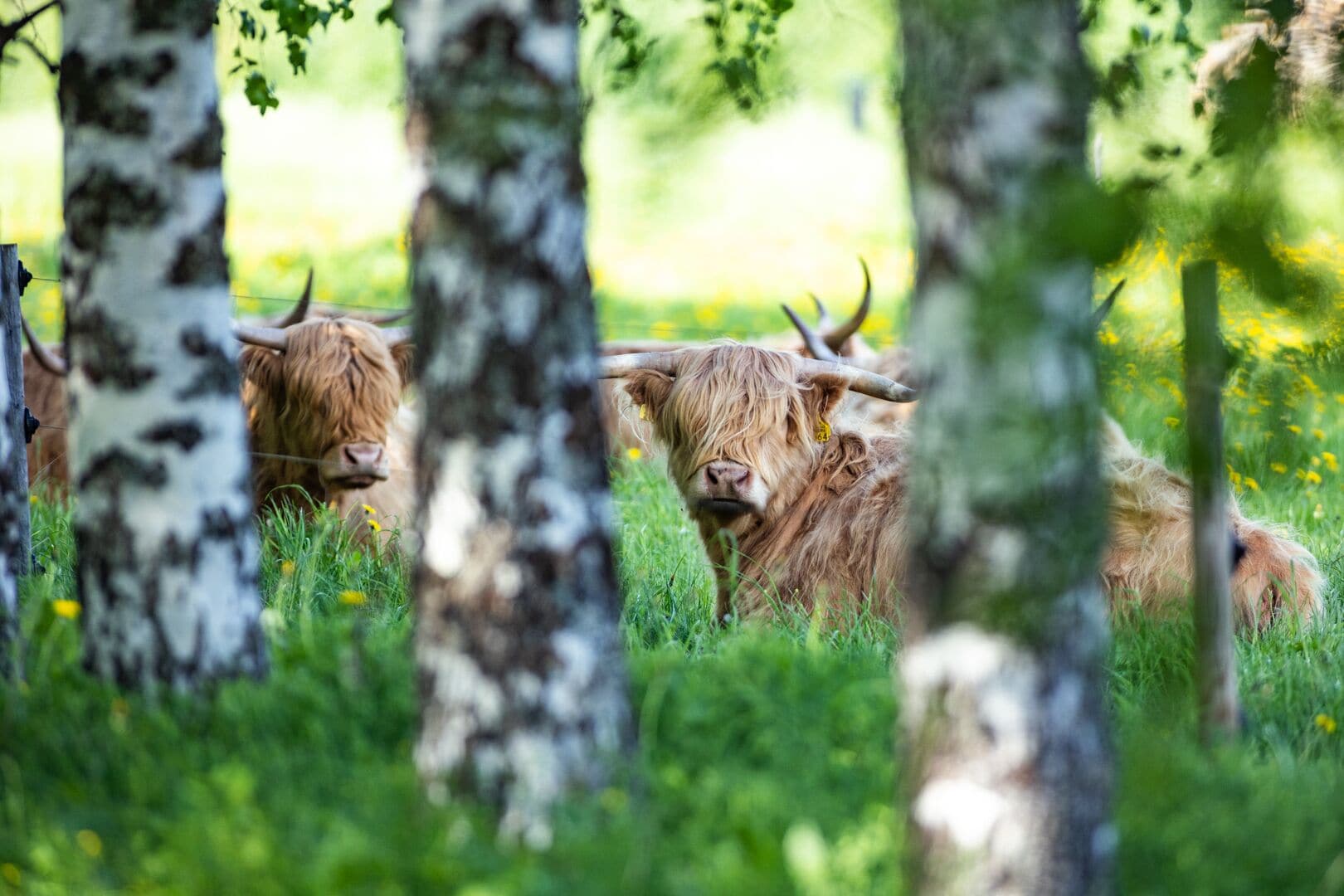 Twee Hooglandrunder in een grasveld met berkbomen.