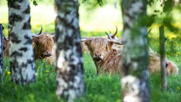 Twee Hooglandrunder in een grasveld met berkbomen.