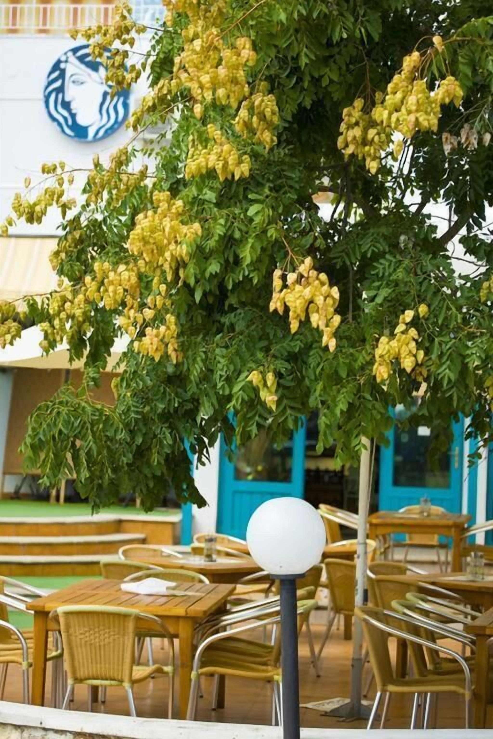 An outdoor seating area with tables and chairs, a tree with yellow flowers, and a Starbucks logo on the building.