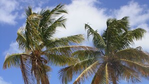 A beach with two palm trees, a hammock, and a clear blue sky. - Anegada Reef Hotel (Setting Point)