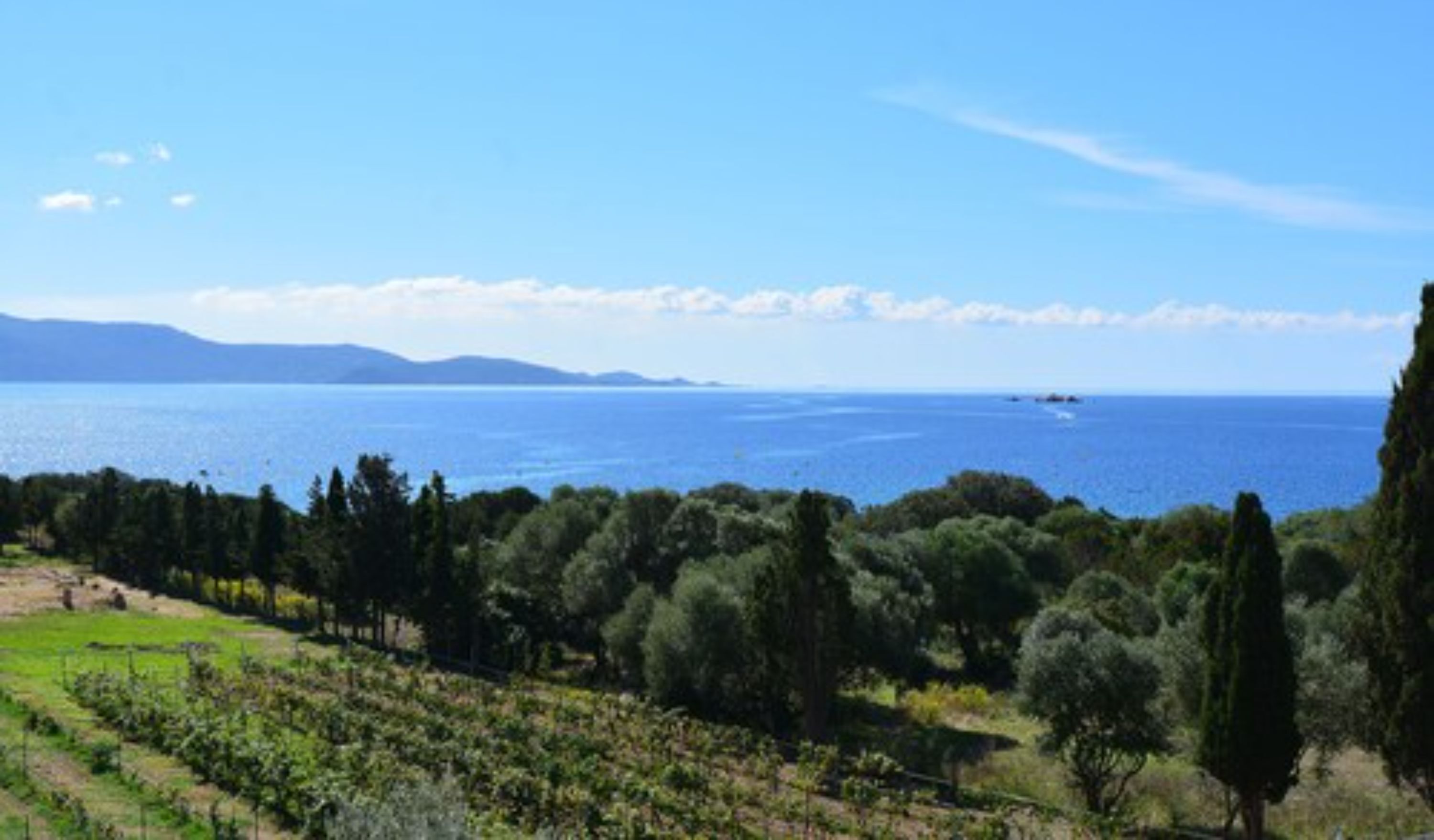 Viñedo con hileras de vides y vistas al mar y montañas distantes.