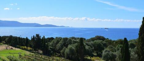 Viñedo con hileras de vides y vistas al mar y montañas distantes.