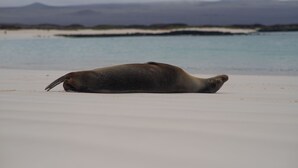 A seal lying on a sandy beach with a calm sea and distant mountains in the background. - Hotel Red Booby (Puerto Ayora)