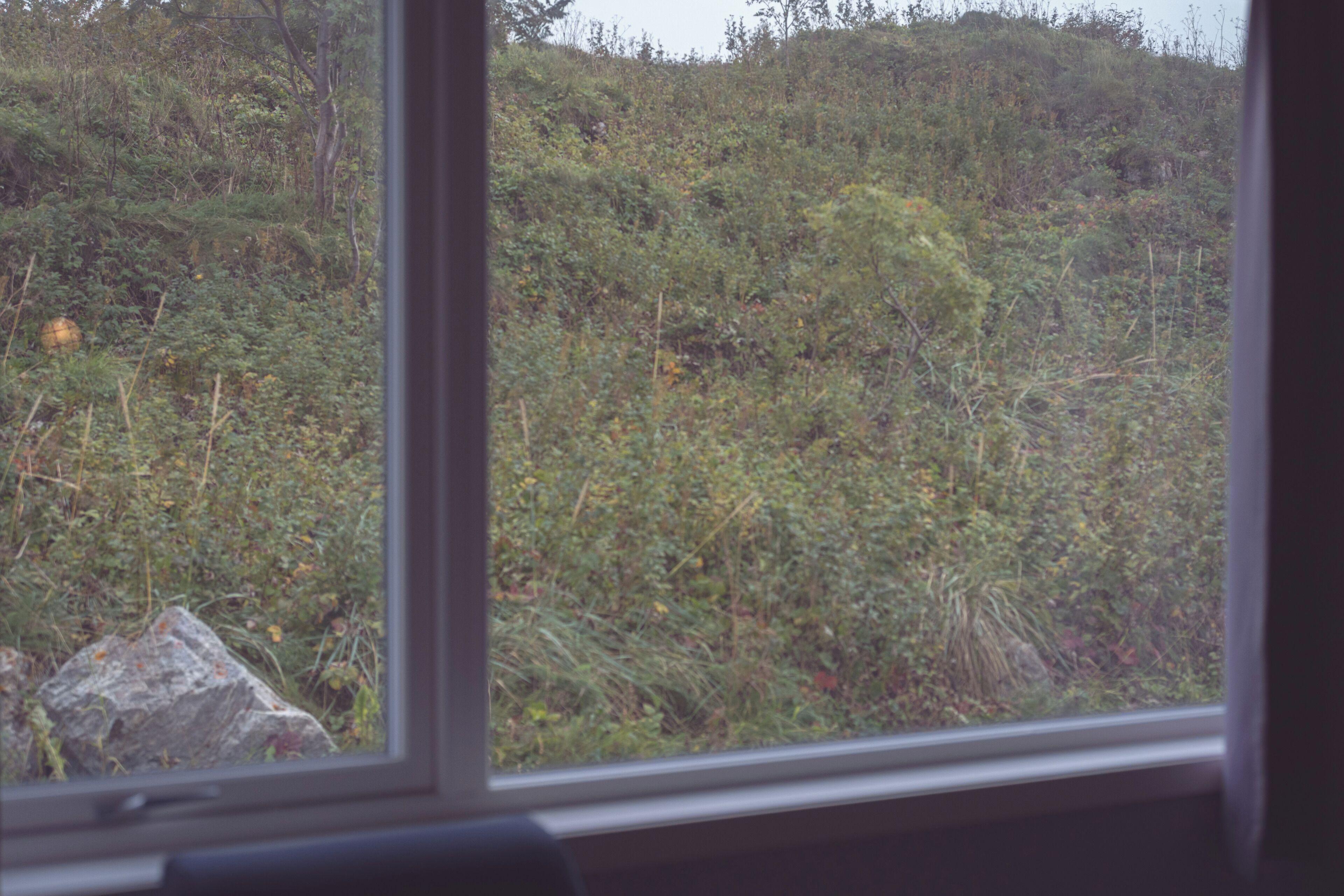 A window view of a natural landscape with dense vegetation and a rock in the foreground.