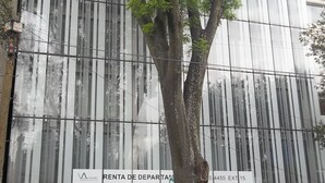 A modern building with a tree in front. There is a sign that says "Renta de Departa" and a green sign with "Zona de Pago". - Polanco by O (Mexico City)