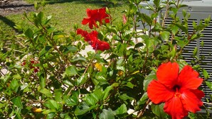 Unclassified image, 5 of 104, button - Bermuda Bay by Affordable Beach Condos (St. Petersburg)