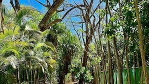 Un sentier de terre, bordé d’une végétation dense et d’arbres, qui mène à une zone boisée.