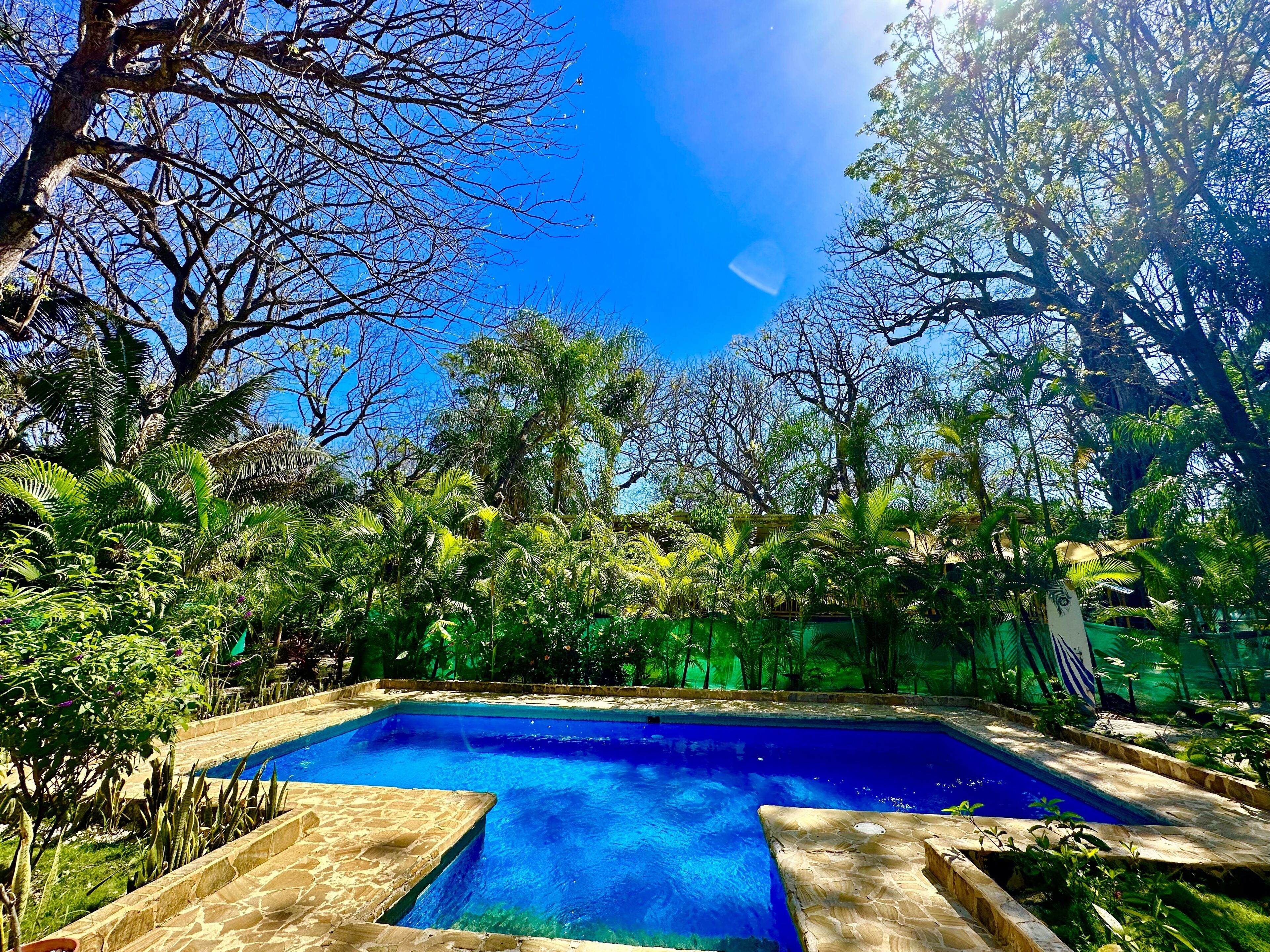 A swimming pool surrounded by lush greenery and trees.