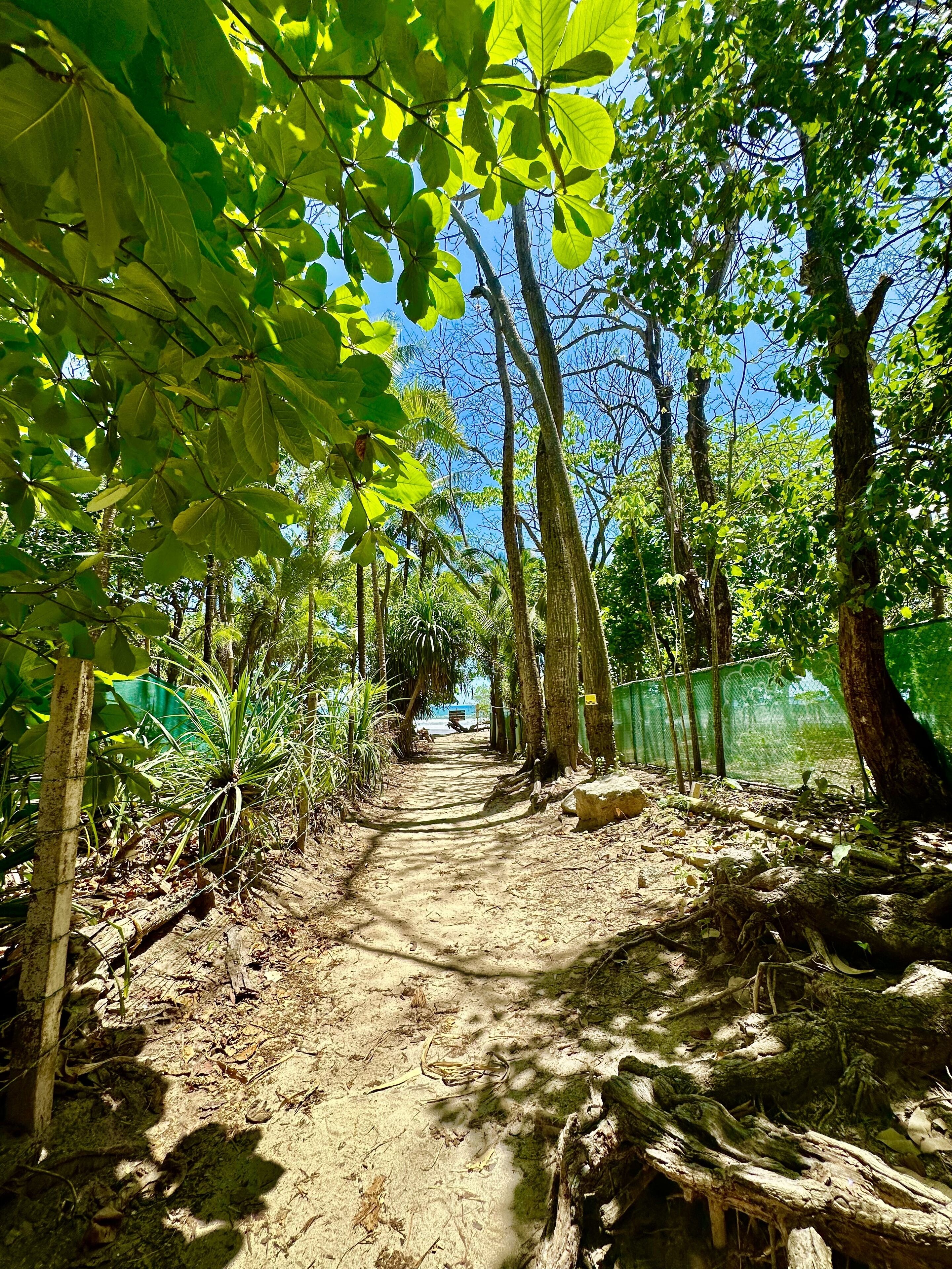 A dirt path flanked by trees and a green fence.