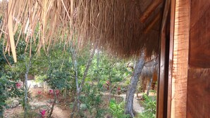 A tropical garden with various plants and a thatched roof structure.
