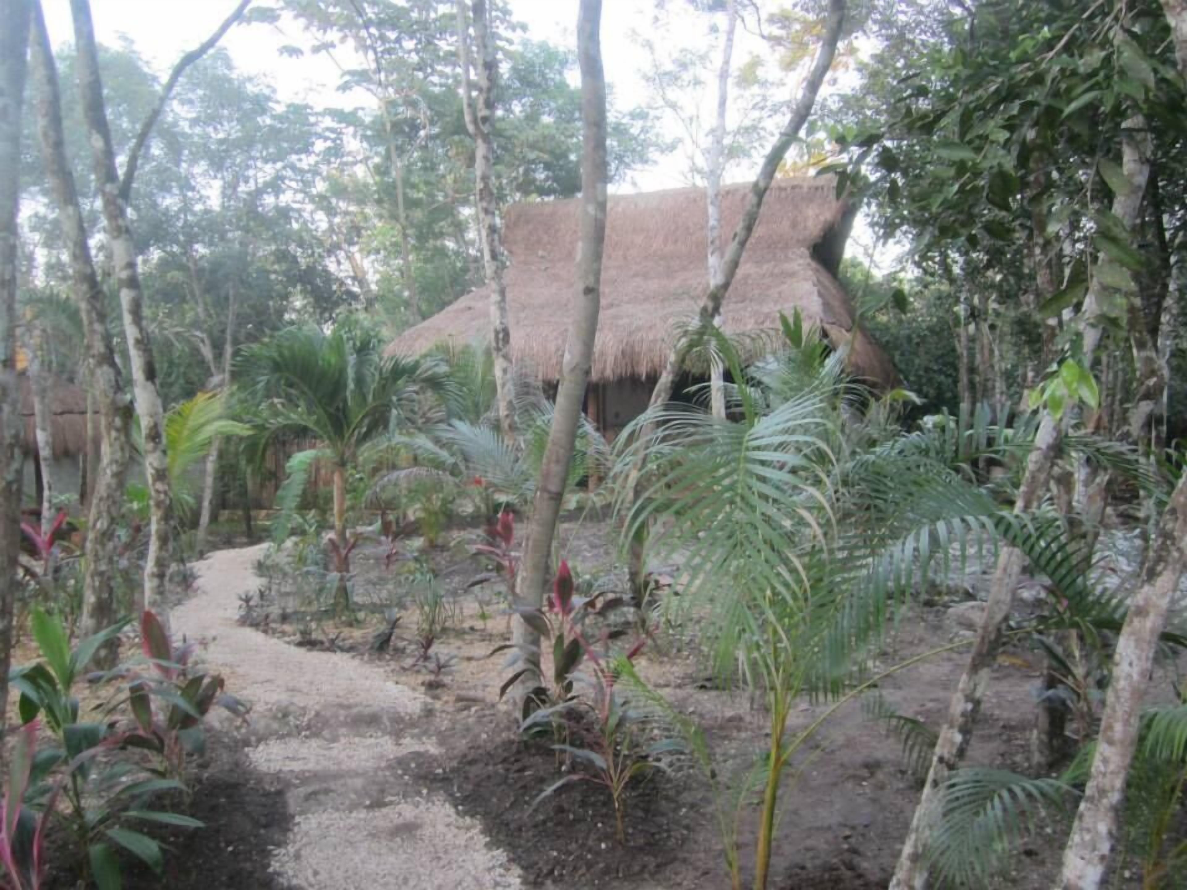A thatched-roof hut surrounded by dense tropical vegetation.