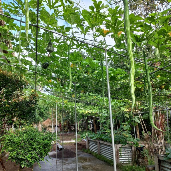 Een tuin met verschillende planten en een metalen klimrek.