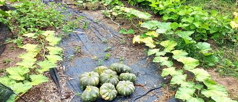 Un jardín con una zona cubierta por una lona y varias calabazas.