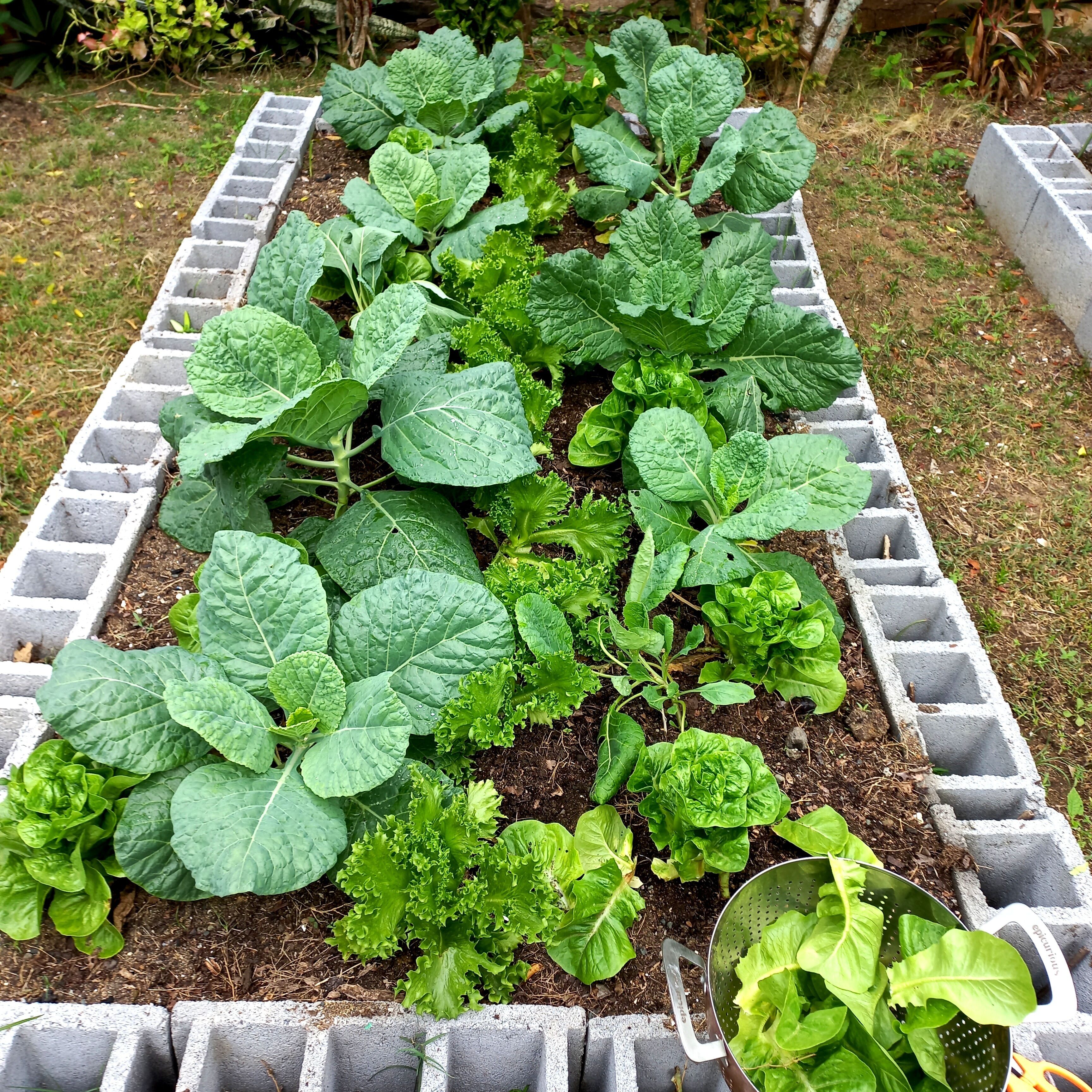 A raised garden bed with various leafy green vegetables.