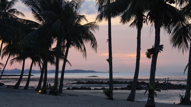 A beach with palm trees and a sunset.