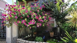 Een tuin met een bloeiende boom, een vijver en diverse planten.