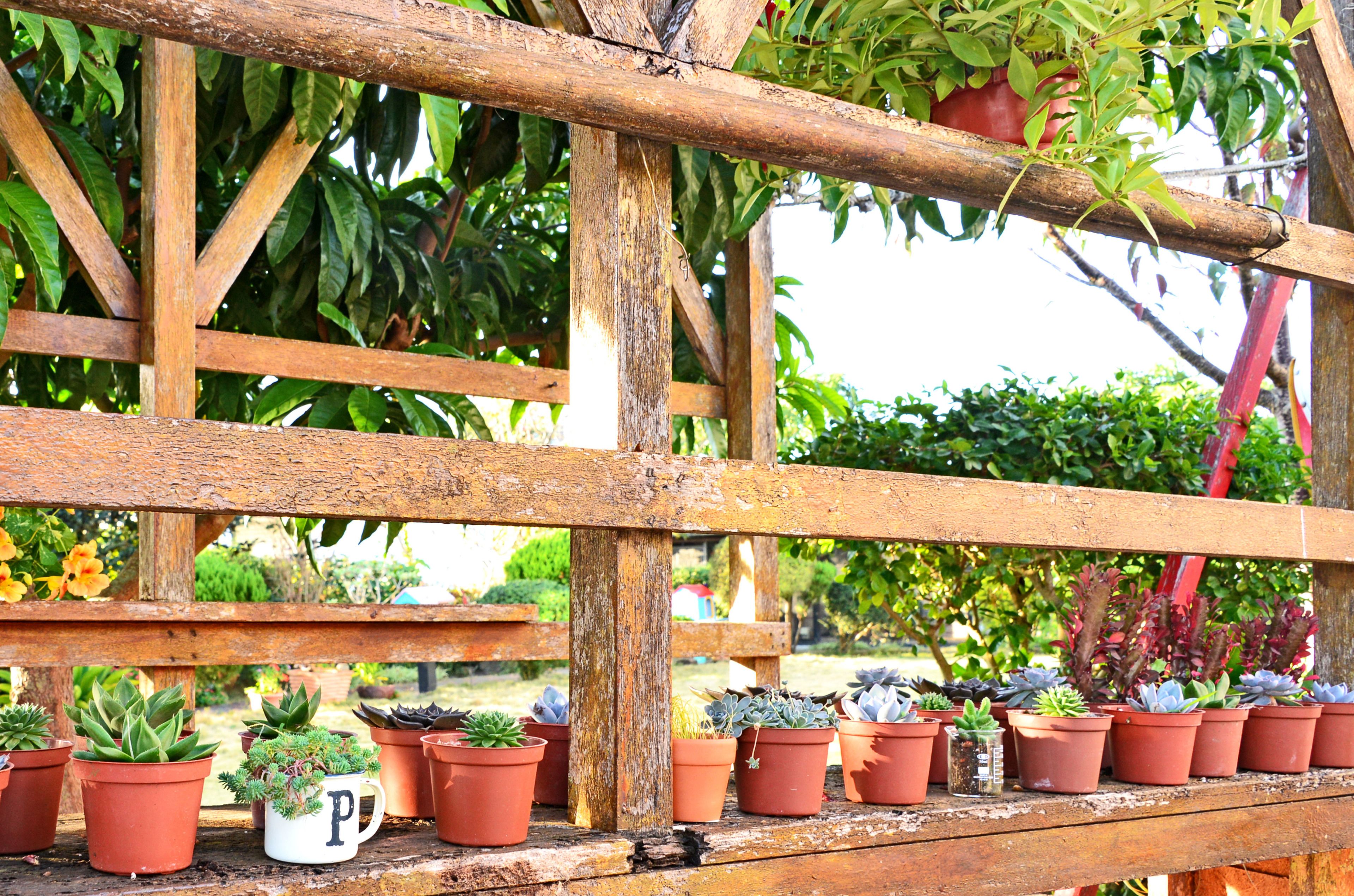 Een houten pergola met potplanten eronder.