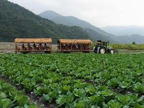 A tractor in a field with two thatched-roof carts. - Yingshih Resort (Datong)