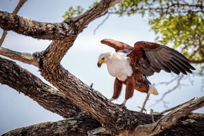 Game viewing - Nje Bush Camp (Mloka)