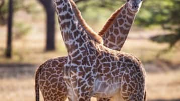 Game drive