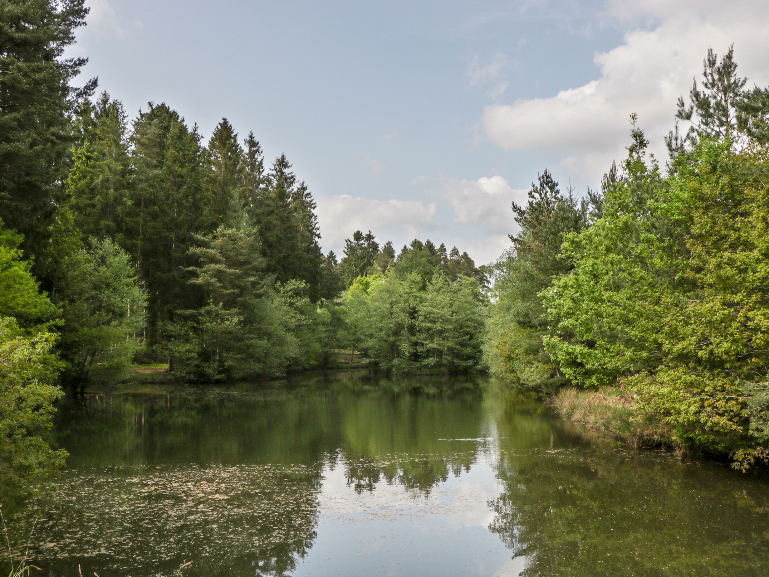 Ein stiller Waldsee, gesäumt von dichtem Baumbestand.