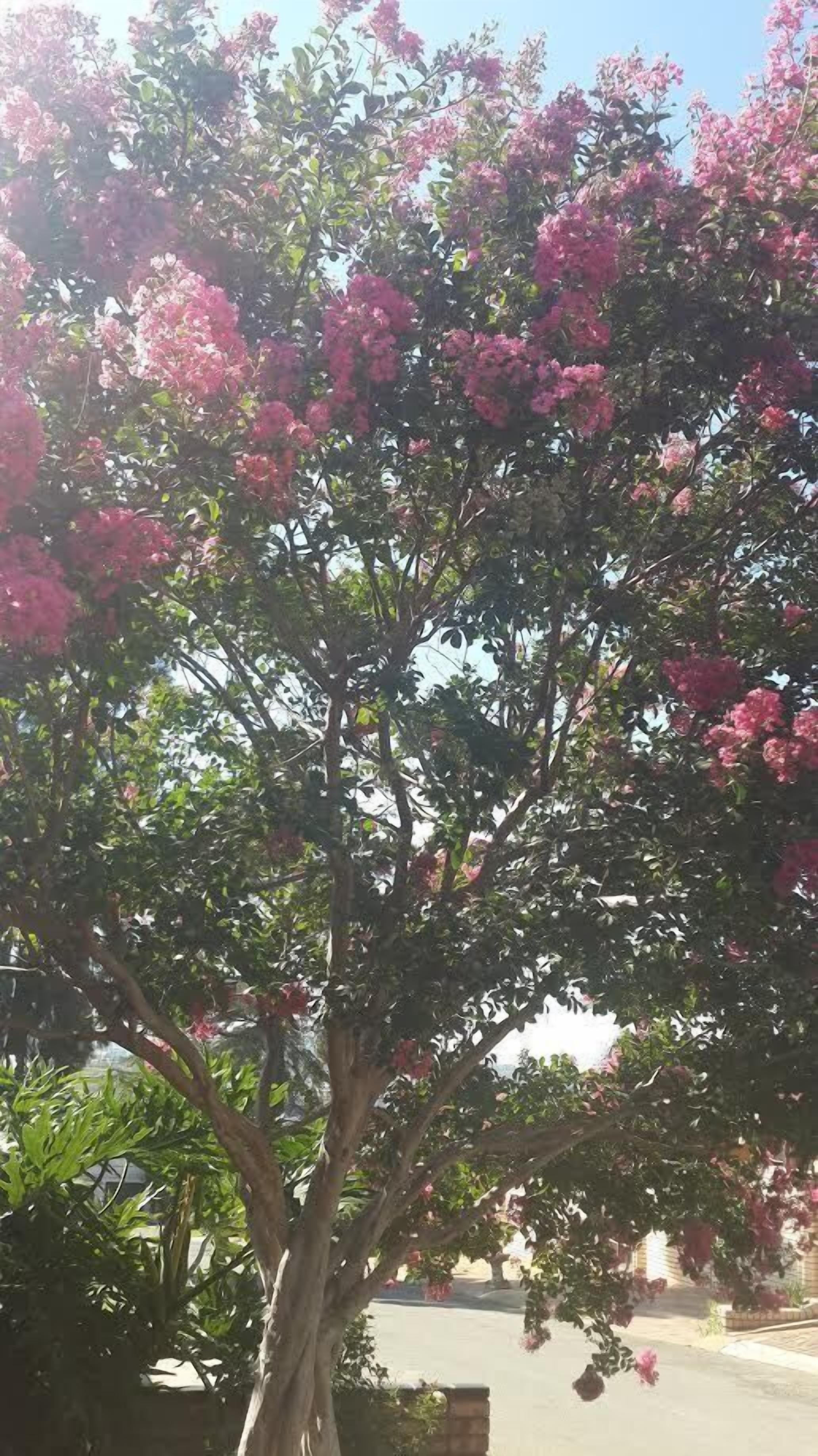 A tree with pink flowers and green leaves.