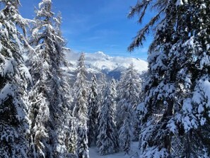 Une forêt enneigée, avec de grands arbres à feuilles persistantes et une chaîne de montagnes en arrière-plan.